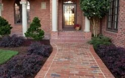 Purple Pixie Loropetalum - 2.5 Quart Pot -Flora Bloom Shop Purple Pixie Loropetalum Border