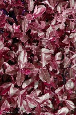Purple Wintercreeper - Euonymus Fortunei Coloratus - 10 Pack Of Pint Pots -Flora Bloom Shop Purple Wintercreeper 7 2