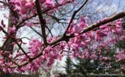 The Rising Sun Redbud Tree - 5 Gallon Pot -Flora Bloom Shop Redbud Rising Sun 31