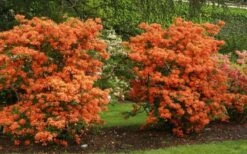 Gibraltar Azalea (Rhododendron) - 3 Gallon Pot 9 Gibraltar Azalea (Rhododendron) - 3 Gallon Pot -Flora Bloom Shop Rhododendron Gibraltar 1