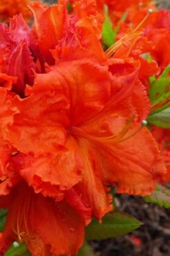 Gibraltar Azalea (Rhododendron) - 3 Gallon Pot 10 Gibraltar Azalea (Rhododendron) - 3 Gallon Pot -Flora Bloom Shop Rhododendron Gibraltar 4