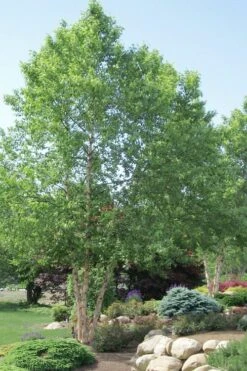 River Birch Tree (Multi Trunk) - 2 Gallon Pot
