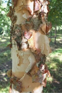 River Birch Tree (Multi Trunk) - 2 Gallon Pot -Flora Bloom Shop River Birch 12