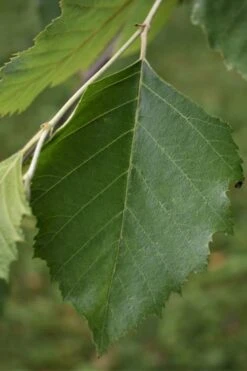 River Birch Tree (Multi Trunk) - 2 Gallon Pot -Flora Bloom Shop River Birch 13