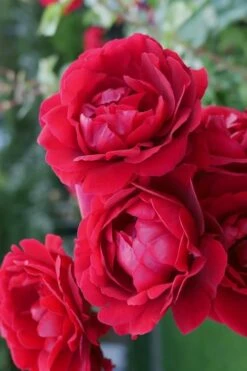 Don Juan Climbing Rose - 3 Gallon Pot -Flora Bloom Shop Rose Climbing Don Juan 2