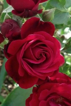 Don Juan Climbing Rose - 3 Gallon Pot -Flora Bloom Shop Rose Climbing Don Juan 3