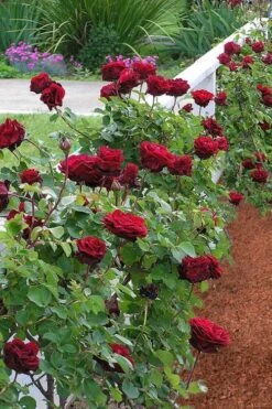 Don Juan Climbing Rose - 3 Gallon Pot -Flora Bloom Shop Rose Climbing Don Juan 9