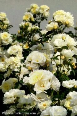 Popcorn Drift Groundcover Rose - 3 Gallon Pot -Flora Bloom Shop Rose Drift Popcorn 16 1