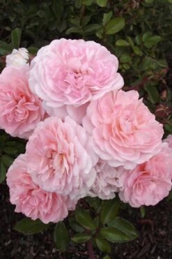 Sweet Drift Groundcover Rose - 1 Gallon Pot -Flora Bloom Shop Rose Drift Sweet 20