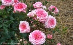 Sweet Drift Groundcover Rose - 1 Gallon Pot -Flora Bloom Shop Rose Drift Sweet 21