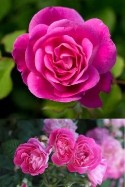 Easy To Please Rose - 3 Gallon Pot 7 Easy To Please Rose - 3 Gallon Pot -Flora Bloom Shop Rose Easy To Please 2