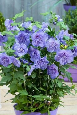 Blue Chiffon Rose Of Sharon - 1 Gallon Pot -Flora Bloom Shop Rose Of Sharon BlueChiffon 6