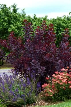 Royal Purple Smoke Tree (Smokebush) - Cotinus Coggygria - 2 Gallon Pot 18 Royal Purple Smoke Tree (Smokebush) - Cotinus Coggygria - 2 Gallon Pot -Flora Bloom Shop SMoke Tree Royal Purple 20 1
