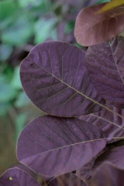 Royal Purple Smoke Tree (Smokebush) - Cotinus Coggygria - 3 Gallon Pot -Flora Bloom Shop SMoke Tree Royal Purple 22
