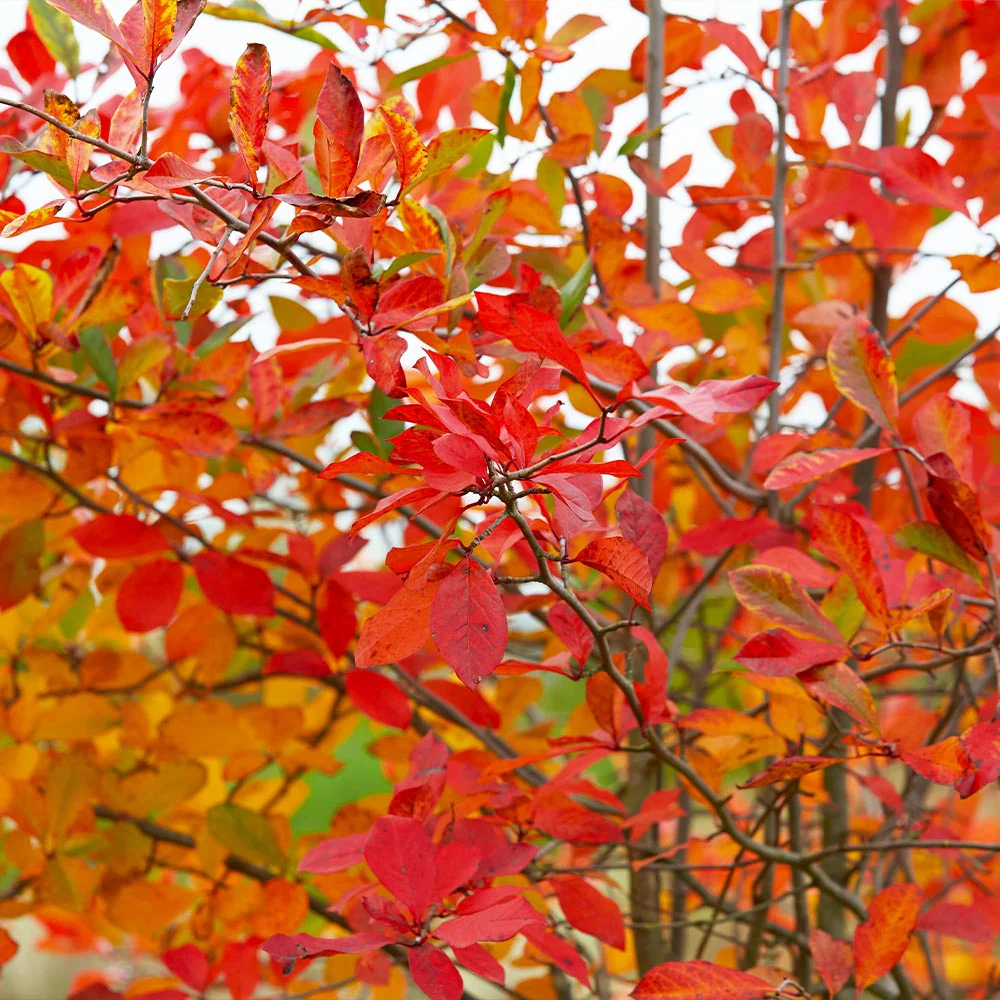 Flora Bloom Shop -Flora Bloom Shop Serviceberry Autumn Brilliance 2 FGT