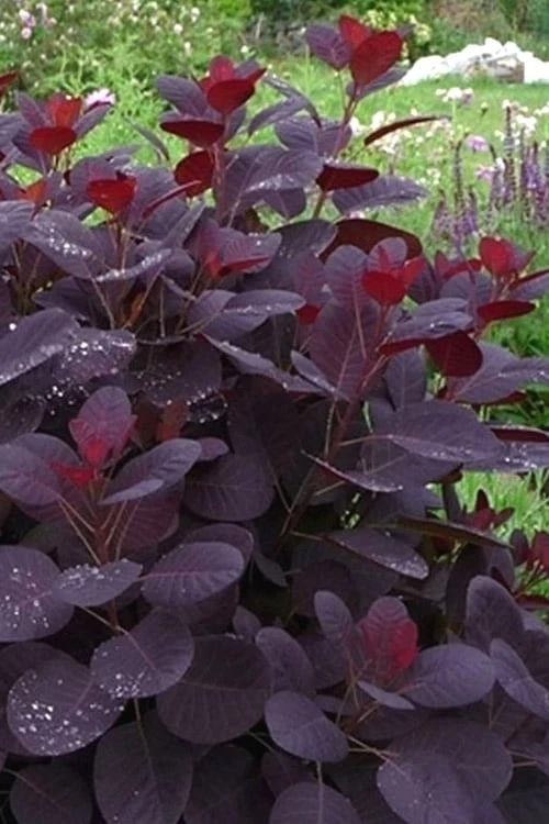 Royal Purple Smoke Tree (Smokebush) - Cotinus Coggygria - 2 Gallon Pot 10 Royal Purple Smoke Tree (Smokebush) - Cotinus Coggygria - 2 Gallon Pot - Image 10