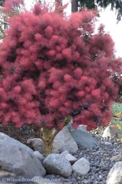 Royal Purple Smoke Tree (Smokebush) - Cotinus Coggygria - 2 Gallon Pot 14 Royal Purple Smoke Tree (Smokebush) - Cotinus Coggygria - 2 Gallon Pot -Flora Bloom Shop Smoke Tree Royal Purple 12 1