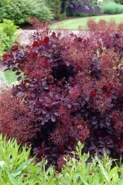 Royal Purple Smoke Tree (Smokebush) - Cotinus Coggygria - 3 Gallon Pot -Flora Bloom Shop Smoke Tree Royal Purple 23