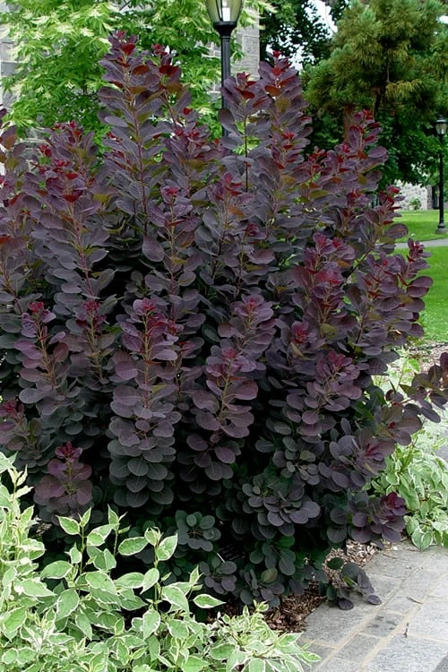 Royal Purple Smoke Tree (Smokebush) - Cotinus Coggygria - 2 Gallon Pot 4 Royal Purple Smoke Tree (Smokebush) - Cotinus Coggygria - 2 Gallon Pot - Image 4