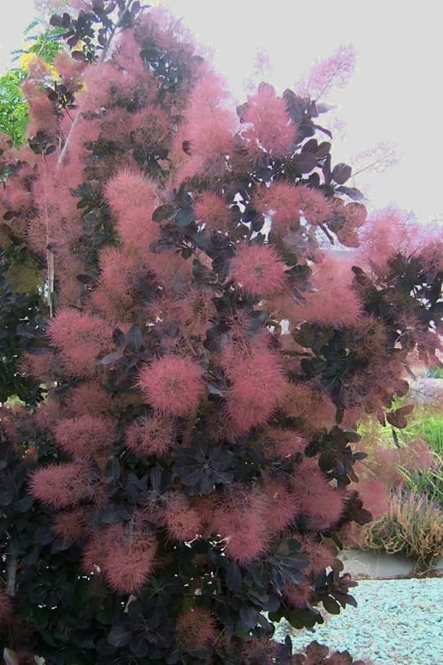 Royal Purple Smoke Tree (Smokebush) - Cotinus Coggygria - 2 Gallon Pot 8 Royal Purple Smoke Tree (Smokebush) - Cotinus Coggygria - 2 Gallon Pot - Image 8