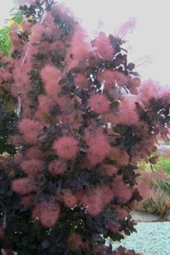 Royal Purple Smoke Tree (Smokebush) - Cotinus Coggygria - 3 Gallon Pot -Flora Bloom Shop Smoke Tree Royal Purple 28
