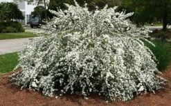 Reeves Bridal Wreath Spirea - 6 Pack Of 1 Gallon Pots 10 Reeves Bridal Wreath Spirea - 6 Pack Of 1 Gallon Pots -Flora Bloom Shop Spirea Reeves 7