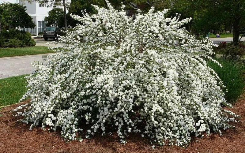 Reeves Bridal Wreath Spirea - 6 Pack Of 1 Gallon Pots 5 Reeves Bridal Wreath Spirea - 6 Pack Of 1 Gallon Pots - Image 5