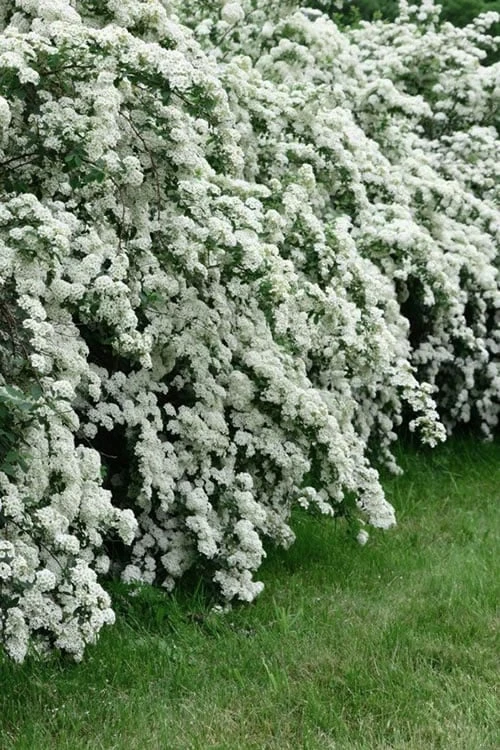 Reeves Bridal Wreath Spirea - 6 Pack Of 1 Gallon Pots 6 Reeves Bridal Wreath Spirea - 6 Pack Of 1 Gallon Pots - Image 6
