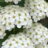 Reeves Bridal Wreath Spirea - 6 Pack Of 1 Gallon Pots