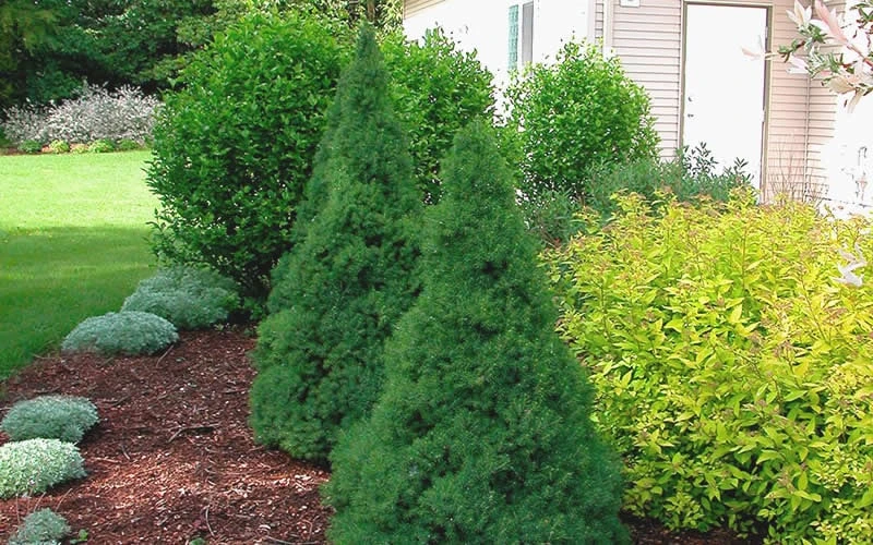 Dwarf Alberta Spruce - 3 Gallon Pot 6 Dwarf Alberta Spruce - 3 Gallon Pot - Image 6