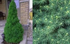 Dwarf Alberta Spruce - 3 Gallon Pot 10 Dwarf Alberta Spruce - 3 Gallon Pot -Flora Bloom Shop Spruce Dwarf Alberta 4