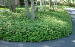 Creeping St Johns Wort (Hypericum Calycinum) - 5 Pack Of Quart Pots -Flora Bloom Shop St Johns Wort 1