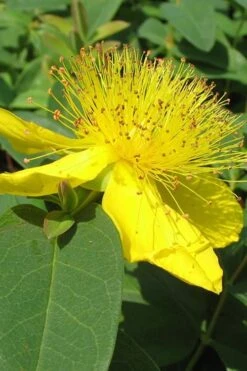 Creeping St Johns Wort (Hypericum Calycinum) - 5 Pack Of Quart Pots
