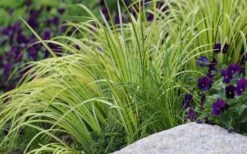 Golden Variegated Sweet Flag - Acorus Gramineus 'Oborozuki' - 18 Count Flats Of Pint Pots 7 Golden Variegated Sweet Flag - Acorus Gramineus 'Oborozuki' - 18 Count Flats Of Pint Pots -Flora Bloom Shop Sweet Flag Variegated 2