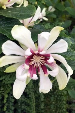 Venus White Sweetshrub (Calycanthus) - 3 Gallon Pot -Flora Bloom Shop Sweetshrub Venus White 3