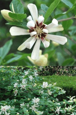 Venus White Sweetshrub (Calycanthus) - 3 Gallon Pot -Flora Bloom Shop Sweetshrub Venus White 5