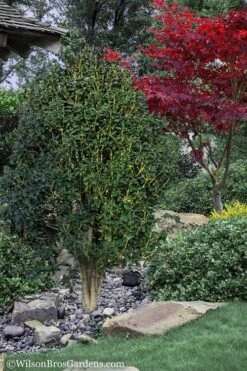 Apricot Echo Tea Olive (Osmanthus Fragrans Aurantiacus) - 7 Gallon Pot (3-4') -Flora Bloom Shop Tea Olive Apricot Echo 12 1