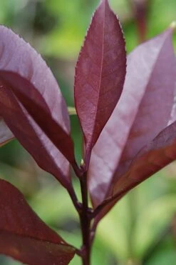 Apricot Echo Tea Olive (Osmanthus Fragrans Aurantiacus) - 7 Gallon Pot (3-4') -Flora Bloom Shop Tea Olive Apricot Echo 4 1