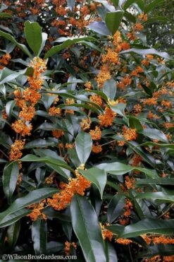 Fragrant Orange Tea Olive - Osmanthus Fragrans Aurantiacus - 6 Pack Of 1 Gallon Pots -Flora Bloom Shop Tea Olive Orange 102 1
