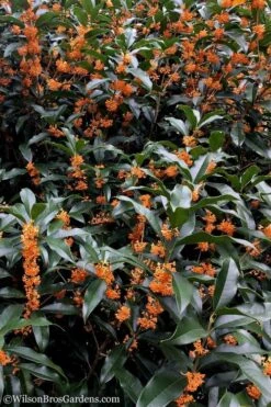 Fragrant Orange Tea Olive - Osmanthus Fragrans Aurantiacus - 7 Gallon Pot (4-5') -Flora Bloom Shop Tea Olive Orange 103 2