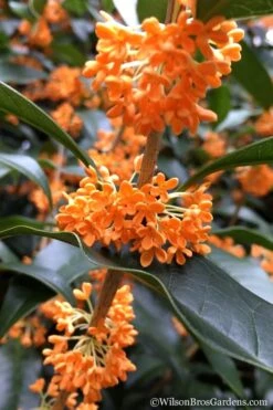 Fragrant Orange Tea Olive - Osmanthus Fragrans Aurantiacus - 7 Gallon Pot (4-5') -Flora Bloom Shop Tea Olive Orange 104 2
