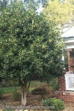 Fragrant White Tea Olive - 7 Gallon Pot (3-4') -Flora Bloom Shop Teav Olive White Osmanthus Fragrans 500x750 2