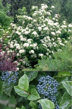 All That Glows Arrowwood Viburnum - 2 Gallon Pot -Flora Bloom Shop Viburnum All That Glows 4