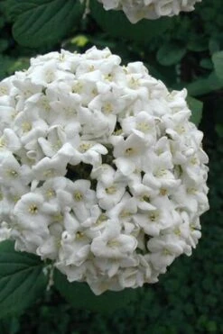 Fragrant Snowball Viburnum Carlecephalum - 3 Gallon Pot -Flora Bloom Shop Viburnum Carlcephalum 12