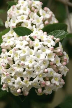 Fragrant Snowball Viburnum Carlecephalum - 3 Gallon Pot -Flora Bloom Shop Viburnum Carlcephalum 15