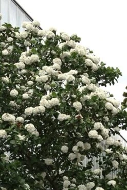 Fragrant Snowball Viburnum Carlecephalum - 3 Gallon Pot -Flora Bloom Shop Viburnum Carlcephalum 16