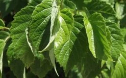 Chicago Luster Arrowwood Viburnum - 1 Gallon Pot -Flora Bloom Shop Viburnum Chicago Luster 1 1