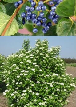Chicago Luster Arrowwood Viburnum - 3 Gallon Pot -Flora Bloom Shop Viburnum Chicago Luster 3