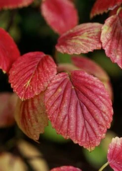 Chicago Luster Arrowwood Viburnum - 1 Gallon Pot -Flora Bloom Shop Viburnum Chicago Luster 4 1