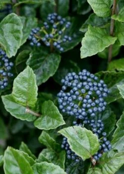 All That Glows Arrowwood Viburnum - 2 Gallon Pot -Flora Bloom Shop Viburnum Chicago Luster 5